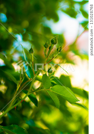 Spider mites on the roses. Diseases of plants. 131028768