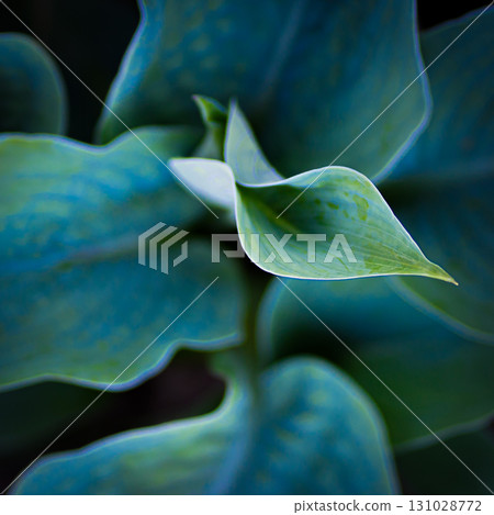 Hosta plant in the garden. Large green leaves hosta.Closeup green leaves background. Hosta plant in the garden. Large green leaves hosta.Closeup green leaves background. 131028772