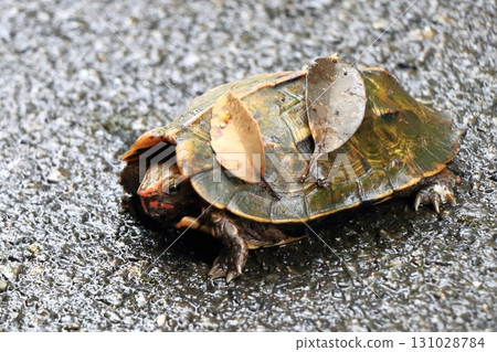 Ryukyu black-breasted leaf turtle strolling in Yanbaru Forest 131028784