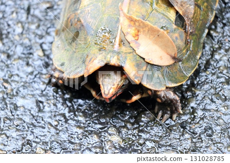 Ryukyu black-breasted leaf turtle strolling in Yanbaru Forest Ryukyu black-breasted leaf turtle strolling in Yanbaru Forest 131028785