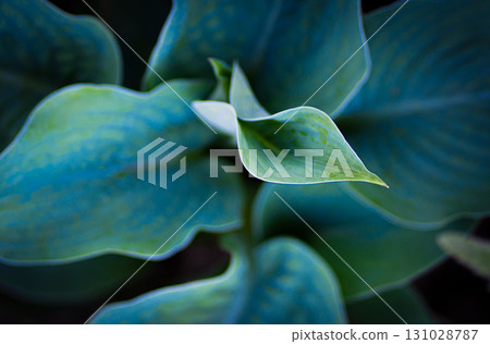 Hosta plant in the garden. Large green leaves hosta.Closeup green leaves background. Hosta plant in the garden. Large green leaves hosta.Closeup green leaves background. 131028787