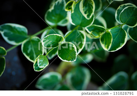 Variegated greater Periwinkle plant leaves close-up in home garden within sunlight. Variegated greater Periwinkle plant leaves close-up in home garden within sunlight. 131028791