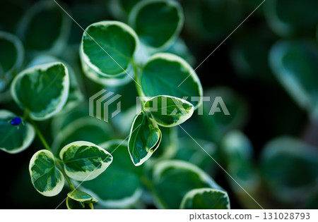 Variegated greater Periwinkle plant leaves close-up in home garden within sunlight. 131028793