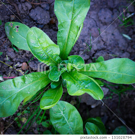 Green leaves of Calendula officinalis or Pot Marigold, Common Marigold, Scotch Marigold, Ruddles, Pot Marigold. Green leaves of Calendula officinalis or Pot Marigold, Common Marigold, Scotch Marigold, Ruddles, Pot Marigold. 131028794