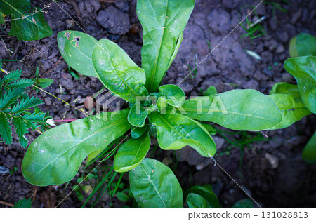 Green leaves of Calendula officinalis or Pot Marigold, Common Marigold, Scotch Marigold, Ruddles, Pot Marigold. 131028813