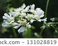 A small hoverfly, "Narrow-winged Fly," on a white Orleans flower petal...2 131028819