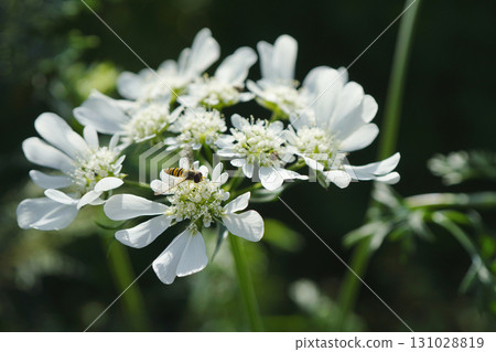 A small hoverfly, "Narrow-winged Fly," on a white Orleans flower petal...2 131028819