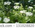 White Orleans that stand out in the garden 131028820