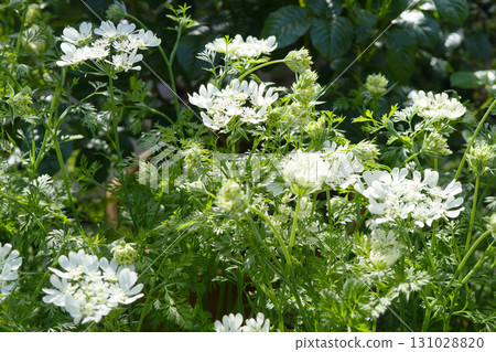 White Orleans that stand out in the garden White Orleans that stand out in the garden 131028820