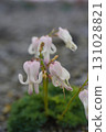 In August, the "Dicentra" has passed its peak and is now in the process of producing fruit. 131028821