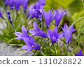 A flock of "Iwakikyo" flowers along the mountain road in August...1 131028822