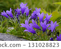 A flock of "Iwakikyo" flowers along the mountain road in August...2 131028823