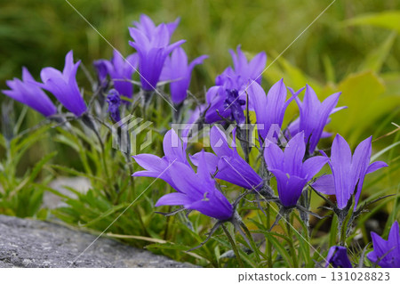 八月山路邊的一群「岩木峽」花…2 八月山路邊的一群「岩木峽」花…2 131028823