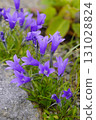 A flock of "Iwakikyo" flowers along the mountain road in August...3 131028824