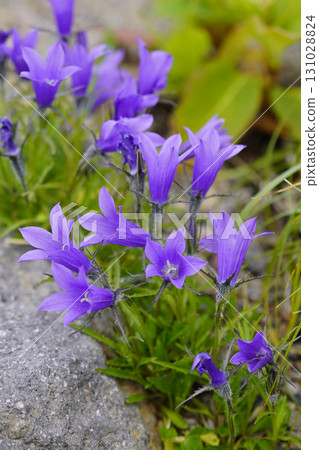 A flock of "Iwakikyo" flowers along the mountain road in August...3 131028824