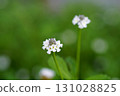 "Dwarf rockweed" with ground cover properties...1 131028825