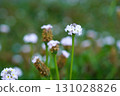 "Dwarf rockweed" with ground cover properties...2 131028826