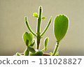The Cotyledon "Kuma Doji" lost its leaves once due to the intense heat, but somehow managed to survive. 131028827