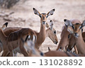 Flock of Impala 131028892