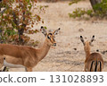 Impala 131028893
