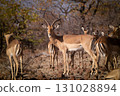 Impala 131028894