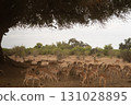 Flock of Impala 131028895