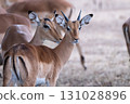 Impala 131028896