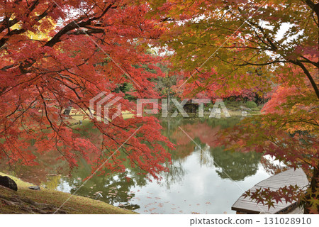 京都仙洞禦所北池的楓樹(京都市上京區) 京都仙洞禦所北池的楓樹(京都市上京區) 131028910