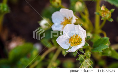 Two white flowers with yellow centers Two white flowers with yellow centers 131028985