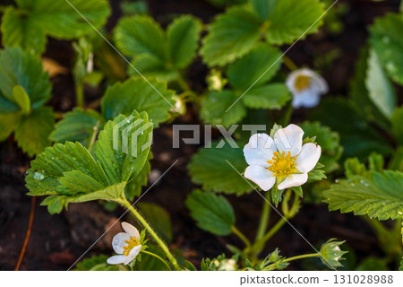 A small white flower with a yellow center sits in a bed of green leaves 131028988