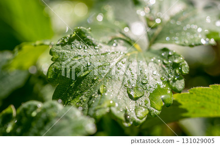 A leaf is covered in raindrops, giving it a fresh and vibrant appearance A leaf is covered in raindrops, giving it a fresh and vibrant appearance 131029005
