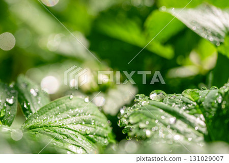 A lush green plant with droplets of water on its leaves A lush green plant with droplets of water on its leaves 131029007