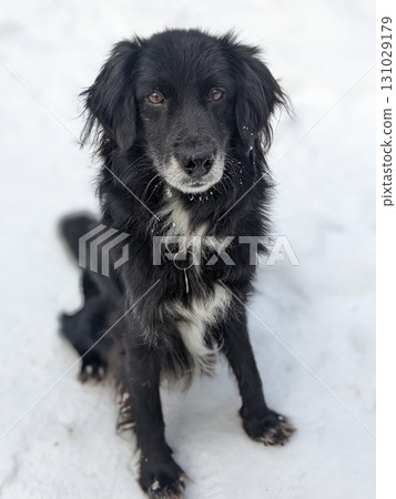 Elderly Border Collie Mix Sitting on Snow in Winter Scene 131029179