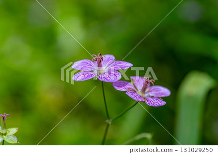 [Nationally Designated Natural Monument] Koigakubo Marsh: Early Autumn Blooming of the Bitchufuuro 2 in Niimi City, Okayama Prefecture 131029250