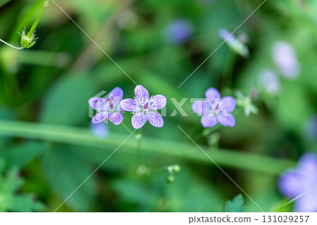 [Nationally Designated Natural Monument] Koigakubo Marsh: Early Autumn Blooms of the Bitchufuuro 8 in Niimi City, Okayama Prefecture 131029257