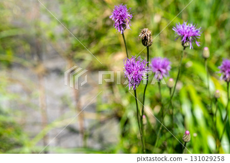 【國家指定天然紀念物】戀久保濕原:初秋時節,濕原的步道兩旁,薊花盛開。岡山縣新見市。 【國家指定天然紀念物】戀久保濕原:初秋時節,濕原的步道兩旁,薊花盛開。岡山縣新見市。 131029258