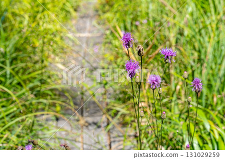 【國家指定天然紀念物】戀久保濕原:初秋時節,濕原的步道兩旁,薊花盛開。岡山縣新見市。 【國家指定天然紀念物】戀久保濕原:初秋時節,濕原的步道兩旁,薊花盛開。岡山縣新見市。 131029259