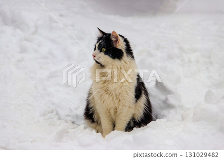 Cute black and white cat in white snow Cute black and white cat in white snow 131029482