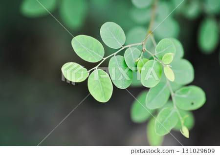 phyllanthaceae, Phyllanthus reticulatus Poir or weed 131029609