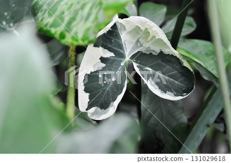 Albomarginata, Araceae or Schott or Xanthosoma sagittifolium or XANTHOSOMA or Mickey Mouse Plant and rain droplet Albomarginata, Araceae or Schott or Xanthosoma sagittifolium or XANTHOSOMA or Mickey Mouse Plant and rain droplet 131029618