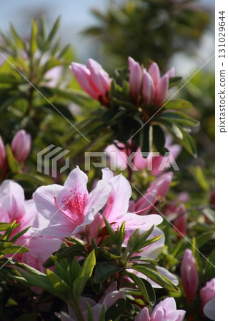 Azaleas in full bloom under the blue sky 131029644