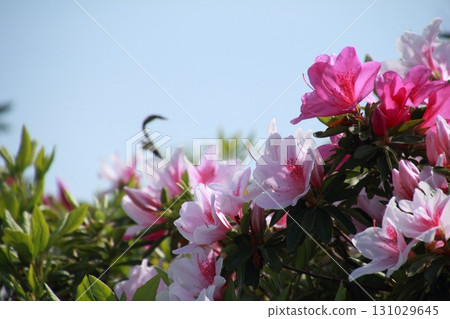 Azaleas in full bloom under the blue sky Azaleas in full bloom under the blue sky 131029645