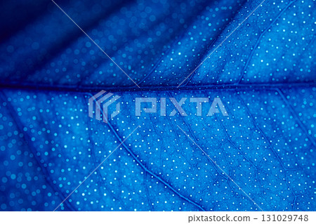 A leaf with blue spots is shown in the image A leaf with blue spots is shown in the image 131029748