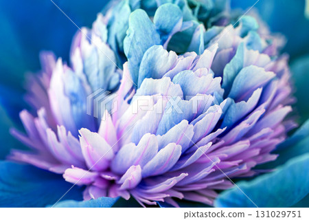 A flower with blue and white petals A flower with blue and white petals 131029751