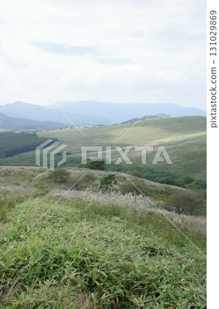 At the end of summer, the Japanese pampas grass sways in the wind under the blue sky of the Kirigamine Plateau. The clear air and expansive grassland give a hint of autumn. 131029869