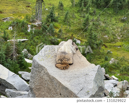 八月下旬,一隻灰白土撥鼠在雷尼爾山國家公園的岩石上曬太陽。 八月下旬,一隻灰白土撥鼠在雷尼爾山國家公園的岩石上曬太陽。 131029922