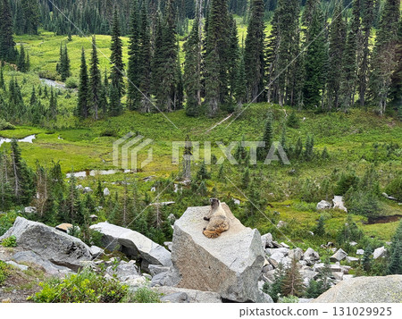 雷尼爾山國家公園裡的一隻灰毛土撥鼠，拍攝於八月下旬 131029925