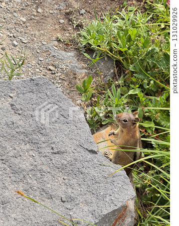 八月下旬，一隻花栗鼠從雷尼爾山國家公園的草叢中鑽出來。 131029926