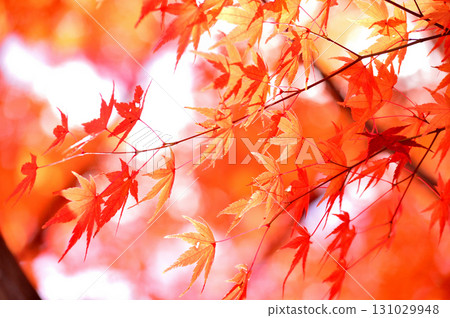 Autumn scenery Autumn scenery 131029948