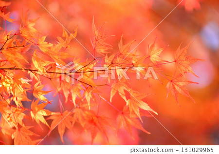 Autumn scenery 131029965